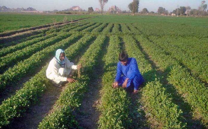 Farmers Carefully inspecting the field along Faisalabad Road