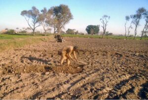 Farmers Carefully inspecting the field along Faisalabad Road