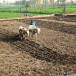 A farmer busy in ploughing field in a traditional way before next crop with the help of bulls in sheikhupura road at the outskirts of the Provincial Capital