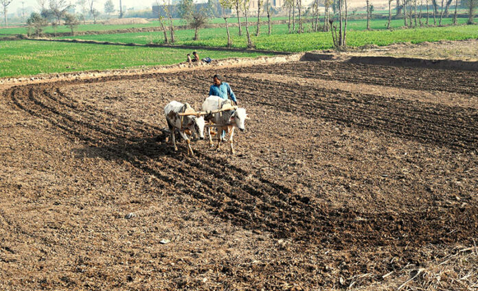 A farmer busy in ploughing field in a traditional way before next crop with the help of bulls in sheikhupura road at the outskirts of the Provincial Capital