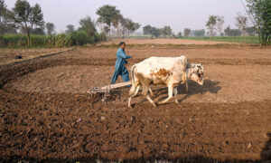 A farmer busy in ploughing field in a traditional way before next crop with the help of bulls in sheikhupura road at the outskirts of the Provincial Capital