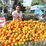 A vendor arranges and displays seasonal fruit Orange to attract customers at his roadside setup