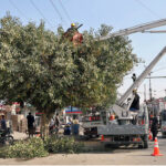 KESC workers trimming high tree branches touching main electric wires in the metropolis