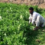 A farmer cuts fresh fodder from his field to nourish his animals