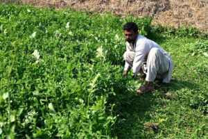 A farmer cuts fresh fodder from his field to nourish his animals