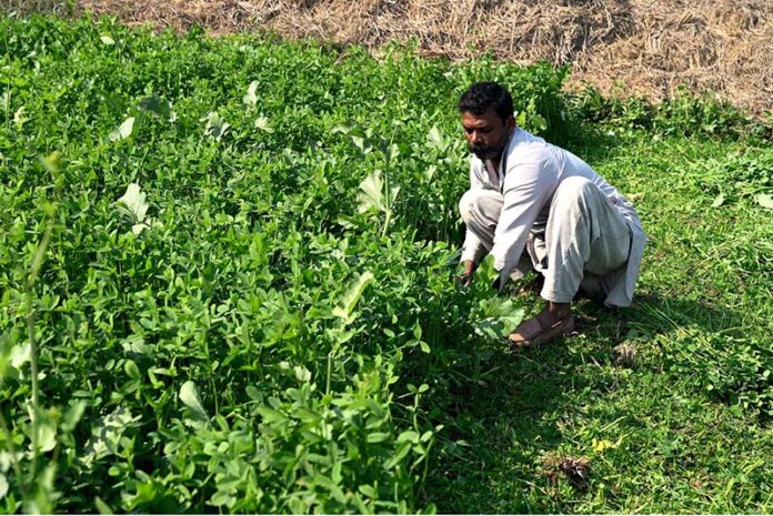 A farmer cuts fresh fodder from his field to nourish his animals