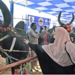 Visitors take keen interest in the animals at the stalls established during the Pakistan’s largest livestock, fisheries and cattle show at the Expo Center