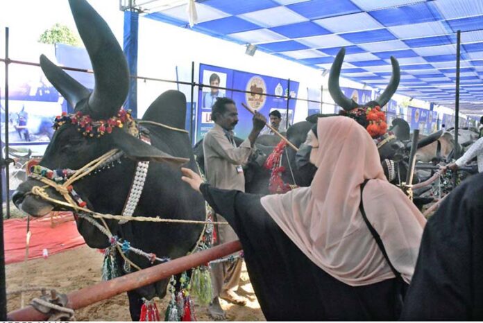 Visitors take keen interest in the animals at the stalls established during the Pakistan’s largest livestock, fisheries and cattle show at the Expo Center