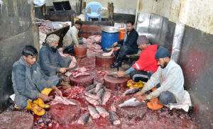 A fishmonger is busy cutting and cleaning fishes which is his setup in the wholesale fish market for sale as the demand for seafood increases during the winter season.