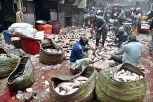 A fishmonger is busy cutting and cleaning fishes which is his setup in the wholesale fish market for sale as the demand for seafood increases during the winter season.