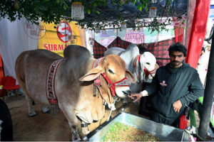 Visitors take keen interest in the Surmawala Cattle Display stall at the Dalfa Cattle Show during the Livestock Expo 2025, organized by the Livestock & Fisheries Department at the Expo Centre