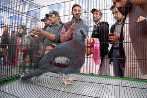Visitors take keen interest in birds during visits to various stalls at the Livestock Expo 2025, organized by the Livestock & Fisheries Department at the Expo Centre