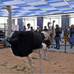 People take interest during visits various stalls at the Livestock Expo 2025, organized by the Livestock & Fisheries Department at the Expo Centre