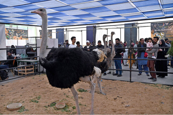 People take interest during visits various stalls at the Livestock Expo 2025, organized by the Livestock & Fisheries Department at the Expo Centre
