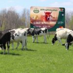 Punjab Livestock Card registration deadline ends tomorrow