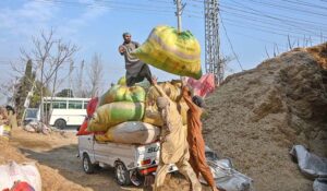 Laborers are carrying bags of chaff (husks from wheat) to load onto a vehicle at Latrar Road.