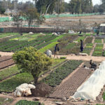 Gardeners engaged in their routine work at the nursery in H-9 in the Federal Capital