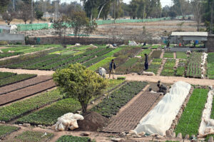 Gardeners engaged in their routine work at the nursery in H-9 in the Federal Capital