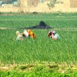 Farm women are busy working in their farm fields, tending to crops with dedication and hard work