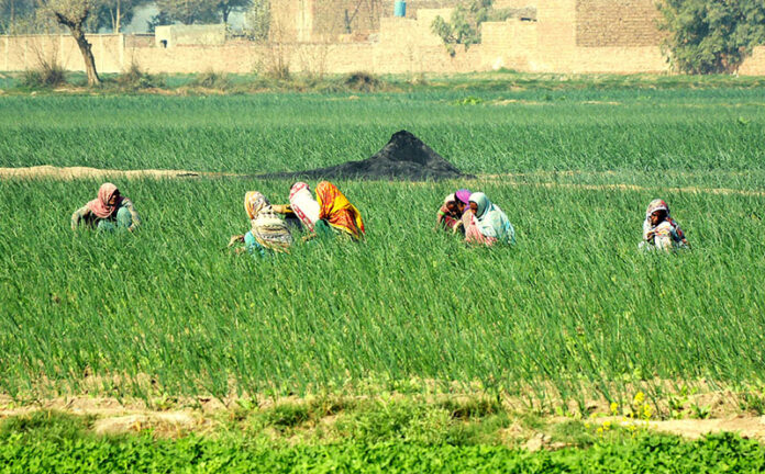 Farm women are busy working in their farm fields, tending to crops with dedication and hard work