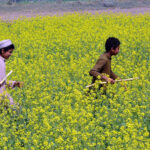 A scenic view of youngsters passing through vibrant mustard crops in the New Hyderabad City field area