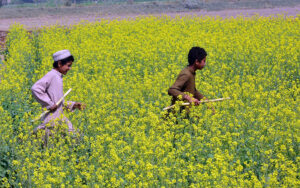A scenic view of youngsters passing through vibrant mustard crops in the New Hyderabad City field area