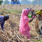 Farmer women busy in sorting good quality sugarcane after cutting sugarcane crop at new Hyderabad city field area