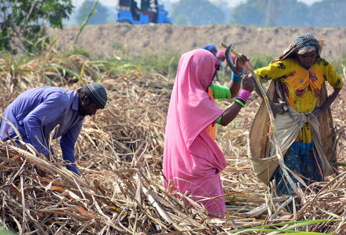 Farmer women busy in sorting good quality sugarcane after cutting sugarcane crop at new Hyderabad city field area