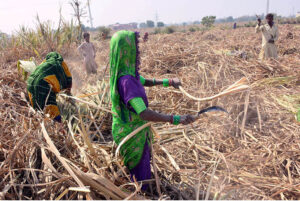 Farmer women busy in sorting good quality sugarcane after cutting sugarcane crop at new Hyderabad city field area