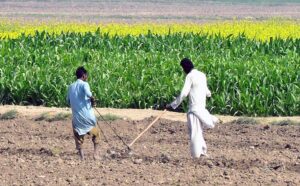 Farmers busy in preparing land in traditional way for next crop at Hala Naka area.