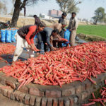 Farmers are busy packing carrots in bags at Muzaffargarh Road for delivery to the vegetable market