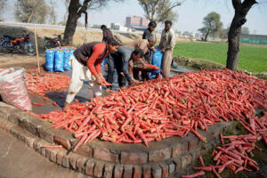 Farmers are busy packing carrots in bags at Muzaffargarh Road for delivery to the vegetable market