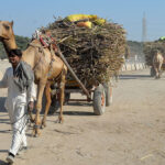 A camel cart holder on the way loaded with sugarcane to deliver sugar factory near Matiari