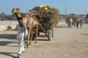 A camel cart holder on the way loaded with sugarcane to deliver sugar factory near Matiari