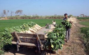 Farmers collect freshly harvested organic radishes from the fields, preparing them for supply in the vegetable market.