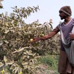 A man carefully plucks ripe guavas from an orchard on Khushab Road