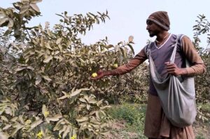 A man carefully plucks ripe guavas from an orchard on Khushab Road