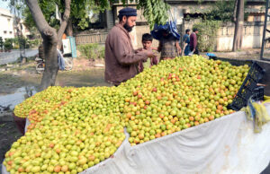 A vendor display jujube fruit to attract customers at his roadside setup.