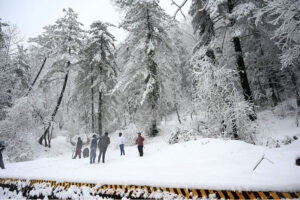 People enjoying in the snow as in the background trees covered with snow during heavy snowfall in the city during morning time.