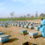 A beekeeper skillfully collects honey from a beehive at his farm along Lahore Road.in the city