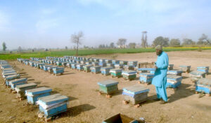 A beekeeper skillfully collects honey from a beehive at his farm along Lahore Road.in the city