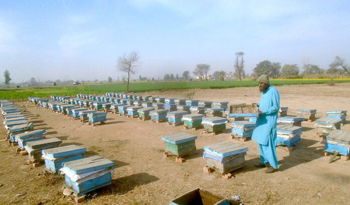 A beekeeper skillfully collects honey from a beehive at his farm along Lahore Road.in the city