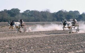 Riders participating in bull race competition at Pull Balail.