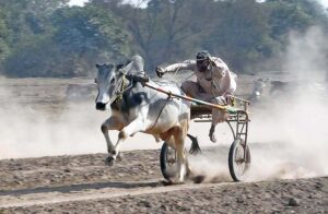 Riders participating in bull race competition at Pull Balail.