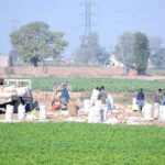 Farmers harvest carrots from the fields and preparing them for the fresh supply to the vegetable market in the city