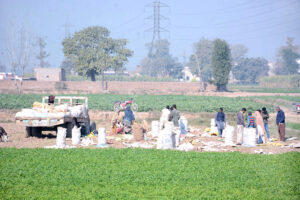 Farmers harvest carrots from the fields and preparing them for the fresh supply to the vegetable market in the city