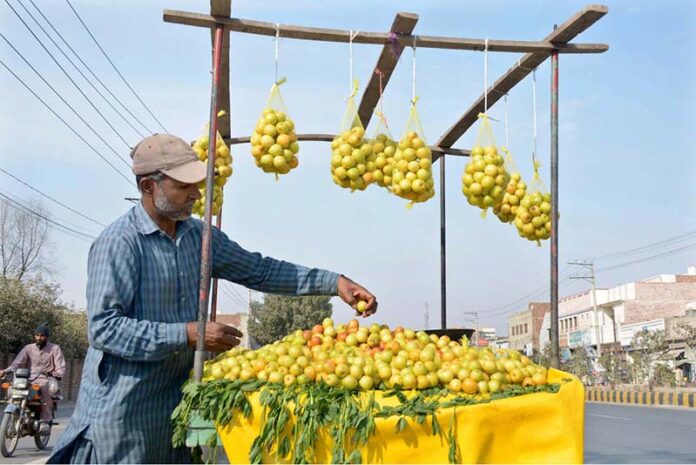 A vendor arranging and displaying traditional fruit (Ber) to attract customers at Old Shujabad Road