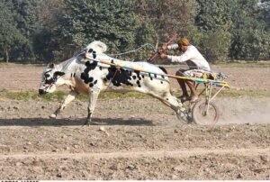 Riders participating in bull race competition at Pull Balail.