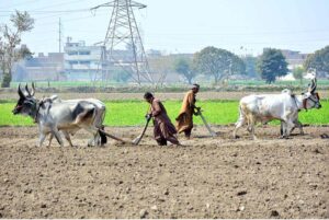 Farmers busy in plouing land for next crop with help of the bulls at New Hyderabad city area.