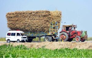 A tractor trolley on the way loaded with sugarcanes at Tando Hyder.